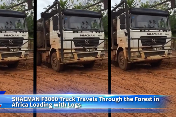 SHACMAN F3000 Truck Travels Through the Forest in Africa Loading with Logs